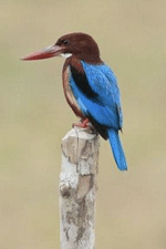 <kingfisher feathers>